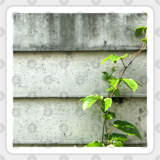 Vine of Betel plant growing up on the cement wall Magnet by FOGSJ